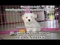 HAVANESE PUPPIES FOR SALE GEORGIA LOCAL BREEDERS NEAR ATLANTA GA