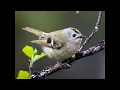 Download Lagu  Kinglets, Nuthatches