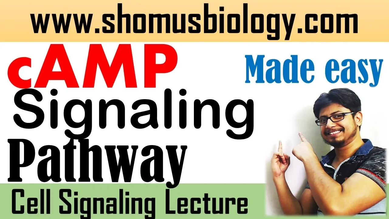 cAMP signaling pathway | cyclic AMP pathway made easy