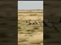 Download Lagu 🧠 AI-Generated Cheetah Running | Hyper-Realistic Animal Animation in Motion