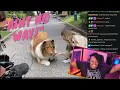 Man Pays 14K to Turn Himself into a Border Collie