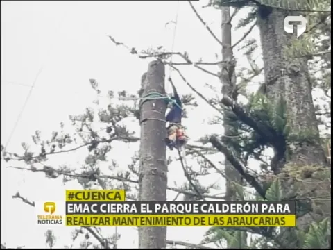 EMAC cierra el parque Calderón para realizar mantenimiento de las Araucarias