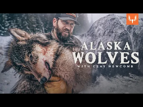 Download MP3 Alaska Wolf Management with Clay Newcomb