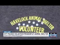 Havelock Animal Shelter pauses volunteer program