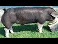 Poland China Pig Facts All You Need To Know