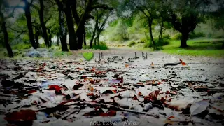 حالة واتس اب روعةة فيروز انا لحبيبي وحبيبي الي 