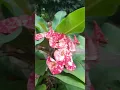 Download Lagu lovely flowers..