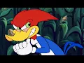 Download Lagu Pica Pau em Português | Nascer para Ser Pica Pau | Desenhos Animados | WildBrain em Português