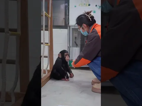 Two close-knit little monkey #animal #shorts #monkey
