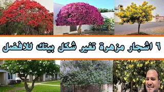 لاتؤثر علي المباني والجدران    افضل ٦ اشجار مزهرة سريعة جدا  في النمو دندنها