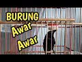 Lagu AWAR-AWAR NGERIWIK BERISIK !!