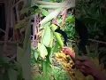 Download Lagu Cutting Fresh Bananas from Tree 🌳🍌 | Natural Banana Harvest #Shorts #Banana
