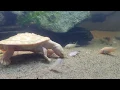 171 Sol The Pink Belly Sideneck Turtle Eats Chopped Shrimp