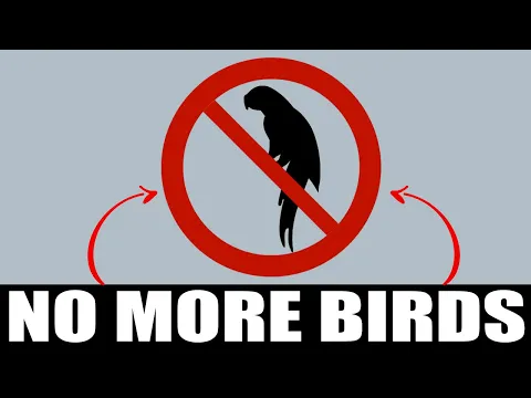 Download MP3 Sound To Scare Birds Away | ONE HOUR