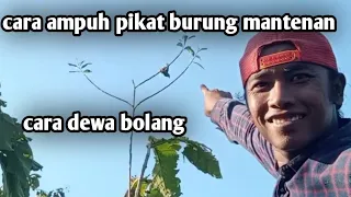 Download 100% ampuh cara pikat burung mantenan MP3