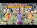 DAPAT DURIAN RUNTUH..!! BUKAN BAHAGIA TAPI KECEWA