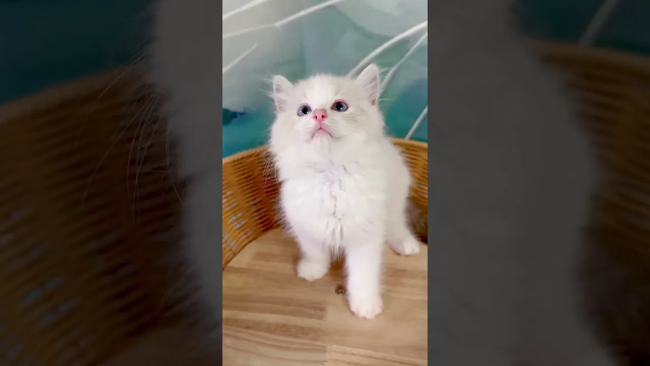 動画