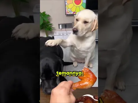 Anjing Ini Malah Mengajari Pemiliknya Arti Keadilan! #shorts #viral #fyp