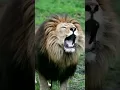 suara singa