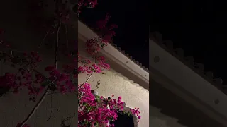 فرحين بما اتاهم الله من فضله القارئ ماهر المعيقلي 