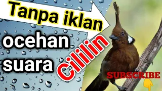 masteran cililin gacor dor full tanpa iklan untuk isian untuk semua jenis burung suara jernih banget