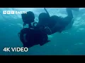 Getting Scarily Close to Feeding Fin Whales North Atlantic 4K U BBC Earth