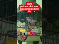 Download Lagu Suara perkutut lokal alam bikin emosi perkutut lain3314
