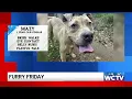 Furry Friday Meet Mazy