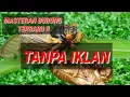 Masteran Burung Terbaru