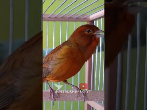Canary The Best