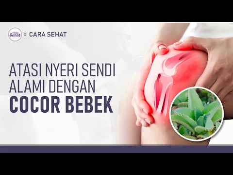 Cara Buat Ramuan Daun Cocor bebek untuk Nyeri Sendi
