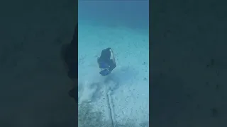 Dive Master Matt Doing Dive Master Things. #shorts #sailingbyefelicia