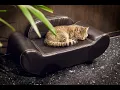 Java Whiskers Cat Cafe