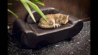 Java Whiskers Cat Cafe
