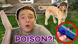 Dog in 2026 solves poisoning from 1865!