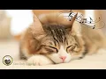 Download Lagu Harpmuziek om uw kat te kalmeren ♬ Ontspannende kattenmuziek mix ♬ Ontspannings- en slaapmuziek