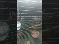 anak burung mandar batu dan ruak2. usia satu bulan