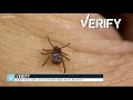VERIFY Can bed bug bites be harmful to your health