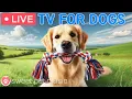Lagu 🔴24 Hours of Dog TV🎵🐶Calming Music for Dog Sleep🐾🩷Deep Relaxation Music for Dog Anxiety and Stress