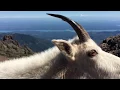 Download Lagu Mountain goat greets me up at the summit of Mt. Ellinor in Washington.
