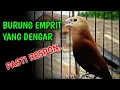 Download Lagu pancingan burung emprit kaji biar gacor