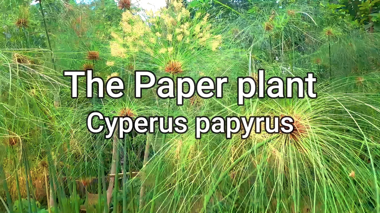 Paper plant/Cyperus papyrus:  How to grow and propagate, and care tips