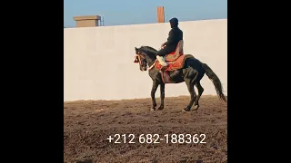 حصان عنقو مرخي ومدلدل شوية    لسنة برشيد دندنها