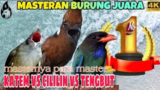 Download Masteran Cililin Kapas Tembak Tengkek Buto _ Suara Super Jernih MP3