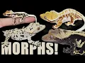 Crested Gecko Morphs Explained