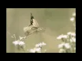 Philip Glass ~ Metamorphosis II