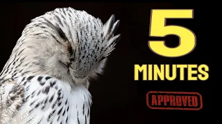 sound to make your bird sleep within 5 minutes music for birds