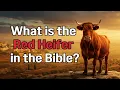What is the Red Heifer in the Bible