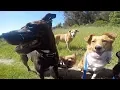 Awesome Paws - San Diego Dog Walking and Boarding