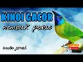 Lagu KINOI GACOR NEMBAK UNTUK MASTERAN DAN PANCINGAN - audio jernih